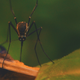 Image for article titled The Best Screened Shelters For Keeping Bugs At Bay